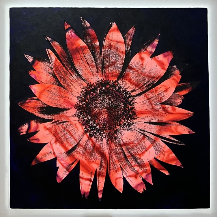 Sunflower Series Purple/Red